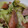 riea1130's cooksnap of when they made ◆ｷｬﾍﾞﾂとｳｲﾝﾅｰのﾚﾝｼﾞ蒸し◆.