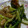 ヨシヨッシー's cooksnap of when they made 小松菜と豚の炒め物.