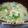yukiはぴ's cooksnap of when they made ✿ちくわとキャベツのお味噌汁✿.