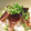 愛うらら's cooksnap of when they made かつおのたたきの韓国風丼.
