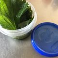 イシポン's cooksnap of when they made 大葉が長持ち 蓋つき容器で お弁当 薬味.
