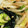 mana❁mint's cooksnap of when they made もやしとワカメのナムル.