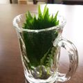 ごまかな's cooksnap of when they made 大葉の保存法.