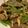coco1105's cooksnap of when they made 【レバーふっくら】安定のレバニラ炒め.