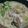 あべたかはし's cooksnap of when they made パスタdeちゃんぽん。.