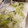 ガトーさん's cooksnap of when they made オイル蒸し青梗菜 冷凍保存.