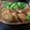 朔夜0916's cooksnap of when they made 鶏むね肉のカレーパン粉焼き.