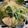 クックXHGSFY☆'s cooksnap of when they made 鶏ひき肉のつみれ中華スープ.