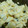 Shosui3's cooksnap of when they made 自家製きゅうりの漬物で和製タルタルソース.