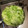 ミヨシノ's cooksnap of when they made キャベツの下処理の仕方.