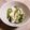 コゴメ's cooksnap of when they made 大人の給食☆時短！かぶときゅうりの塩もみ.