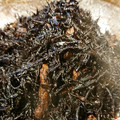 kuragenoie's cooksnap of when they made 圧力鍋で作る 簡単ひじきの煮物.