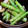 ﾋﾟﾛﾐ♡'s cooksnap of when they made さやいんげんの胡麻和え.