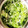 メリー・モコ's cooksnap of when they made 水菜のごまと麺つゆの簡単サラダ.