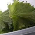 Yunaの空's cooksnap of when they made 大葉☆ごはんが止まらない！.