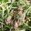 お願いひつじ's cooksnap of when they made 豆苗とツナのラー油マヨサラダ.
