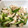 クックJMGWHB☆'s cooksnap of when they made 【簡単】鶏ささみの梅きゅうり和え.