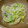生誕１９７３年独身男's cooksnap of when they made かんたん野菜料理　レタスのじゃこ炒め.