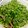 ひまわり６号's cooksnap of when they made ゴーヤを梅と茗荷のお浸しでさっぱり食う！.