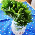 みれいく's cooksnap of when they made ＊長持ち大葉（青じそ）の保存法＊.
