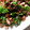 クック桜輝's cooksnap of when they made 平さやいんげんと粗挽き肉の辛味炒め.
