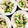 ふたごゆき's cooksnap of when they made ささみときゅうりの梅わさび和え.