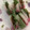 わたるんママ's cooksnap of when they made 簡単おつまみ しそと梅のカマボコとじ.