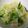 ☆su＊mo＊mo☆'s cooksnap of when they made 超簡単！！無限キャベツ.