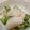 ＭＩＬＵ's cooksnap of when they made 生ホタテの白ダシ和え.