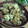 クロ８５'s cooksnap of when they made 長ネギと桜海老のかき揚げ.