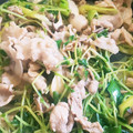 せのやん's cooksnap of when they made 豚肉とエリンギと豆苗のマヨポン炒め.
