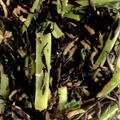 キロリン's cooksnap of when they made 小松菜とひじきの醤油炒め.