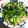 クックR126AP☆'s cooksnap of when they made 小松菜の中華炒め.