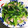 クックR126AP☆'s cooksnap of when they made 小松菜の中華炒め.