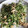優木星's cooksnap of when they made ツナと豆苗の卵とじ.