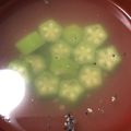 クック4Z6AJS☆'s cooksnap of when they made あと１品 コンソメスープ.