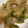 H♡S's cooksnap of when they made おろし玉ねぎでしょうが焼き.