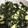 クックJKY2CE☆'s cooksnap of when they made 簡単！きゅうりとわかめのシーチキン和え.