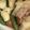クックZ8J4H4☆'s cooksnap of when they made じゃがいもとスナップエンドウの炒め物.