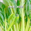プー♡'s cooksnap of when they made これで長持ち！ほうれん草の保存法.