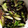 クック7NA4SM☆'s cooksnap of when they made 超簡単シソとミョウガときゅうりの梅肉和え.