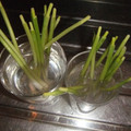 きらり流れ星's cooksnap of when they made ネギの保存.