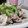 ダイナマイト漆黒's cooksnap of when they made 簡単!凄旨‼ゴーヤと豚肉の塩麹炒め.