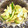 5匹のぶた's cooksnap of when they made ささみとミョウガの中華サラダ.