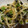 hana86686's cooksnap of when they made オクラともやしの韓国風おひたし.