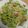 papyaz's cooksnap of when they made 空豆と新ジャガと新タマのバター炒め.