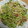 papyaz's cooksnap of when they made 空豆と新ジャガと新タマのバター炒め.