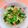 ☆３匹の子ぶた☆'s cooksnap of when they made 小松菜と鮭フレークの胡麻和え.