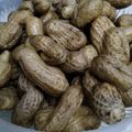 makichaki's cooksnap of when they made 茹で落花生.