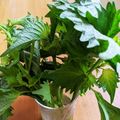 リトルチェリー's cooksnap of when they made ＊長持ち大葉（青じそ）の保存法＊.